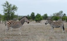 Zebra (5 von 28).jpg
